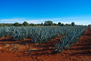 Beautiful Blue Agave growing in Jalisco